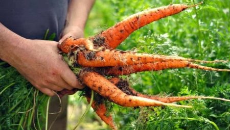 Чем и как подкормить морковь в открытом грунте?