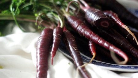 Черная морковь: описание и выращивание