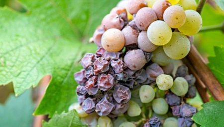 Гниль на винограде: виды и лечение