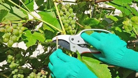 Как обрезать виноград летом?