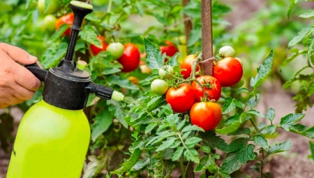 Как поливать помидоры травяным настоем?