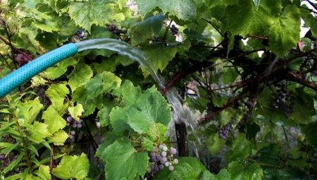 Как поливать виноград?