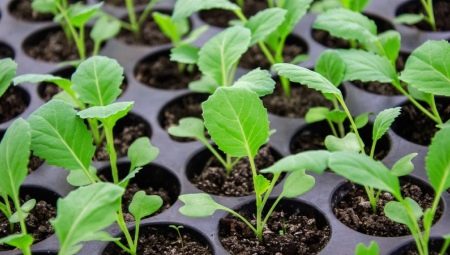 Как посадить и вырастить рассаду капусты?
