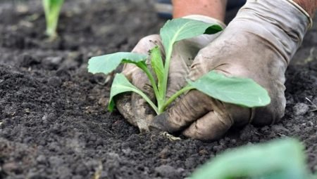 Как посадить капусту рассадой в открытый грунт?