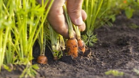 Как посадить морковь, чтобы она быстро взошла?