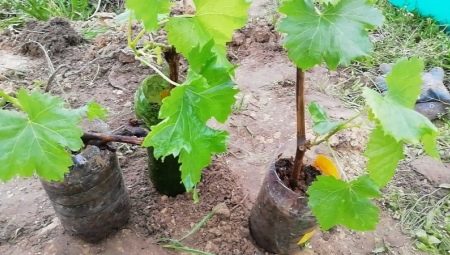 Как посадить виноград осенью саженцами?