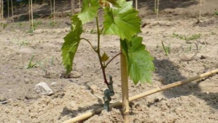 Как посадить виноград весной в открытый грунт?