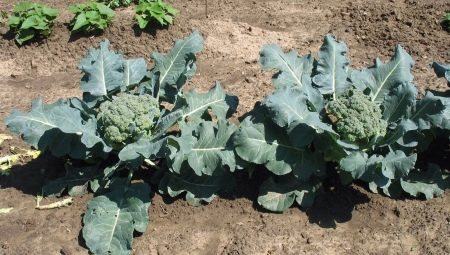 Как выращивать капусту брокколи в открытом грунте?