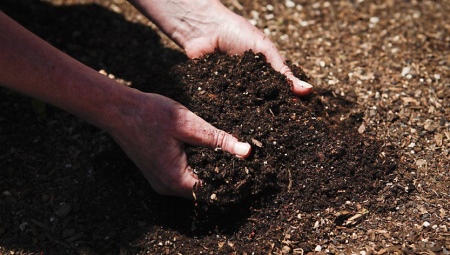 Какая почва подходит для посадки моркови?