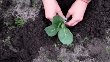 Какой должна быть почва для капусты?