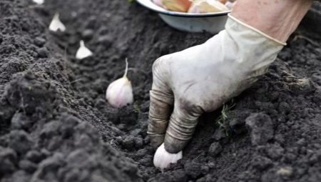 Какой должна быть почва для посадки чеснока осенью?