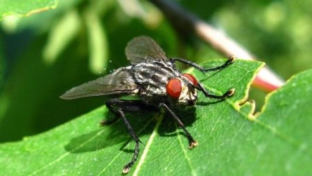 Капустная муха: описание и методы борьбы