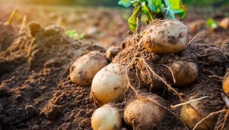 Картофель: описание и выращивание