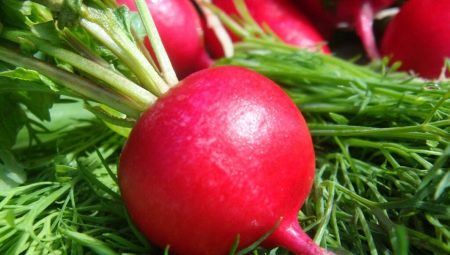 Красная редька: описание и выращивание