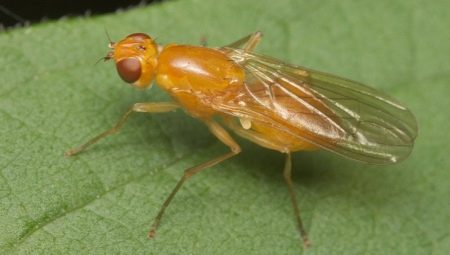 Морковная муха: описание и методы борьбы