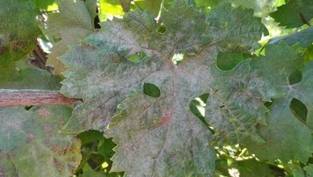 Оидиум на винограде: описание болезни и меры борьбы