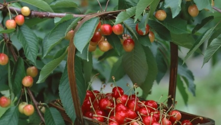 Особенности плодоношения вишни