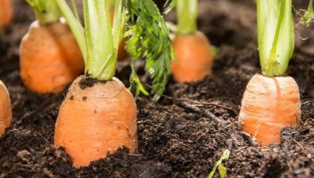 Особенности посадки моркови в мае