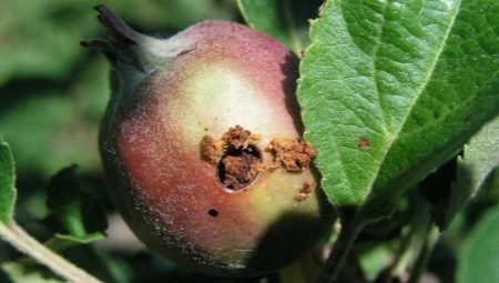 Плодожорка на яблоне: описание и методы борьбы