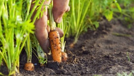 После каких культур лучше посадить морковь?