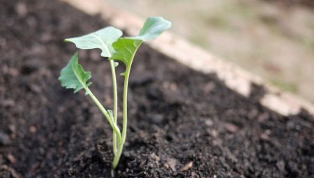 Рассада капусты брокколи: описание и выращивание