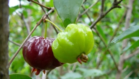 Суринамская вишня: описание и выращивание