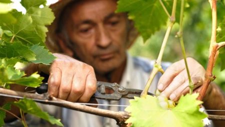 Виноградная лоза: описание и проращивание