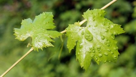Виноградный клещ: описание и методы борьбы