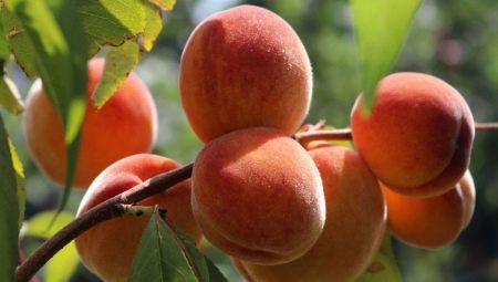 Все о персике: описание и выращивание