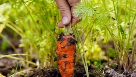 Все о выращивании моркови