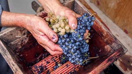 Выбор дробилки для винограда