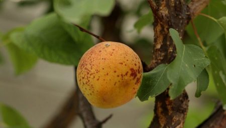 Болезни и вредители абрикоса: описание и меры борьбы