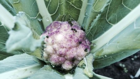 Болезни и вредители цветной капусты: описание и меры борьбы