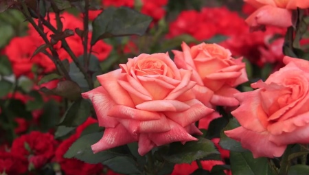 Чайно-гибридные розы: сорта и выращивание