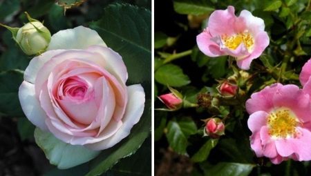 Чем отличается роза от шиповника?