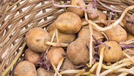 Длинные ростки у посадочного картофеля: что делать?