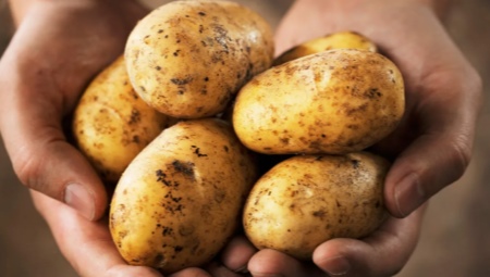 Где впервые появился картофель?