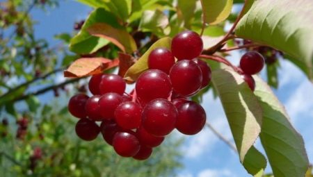 Гибриды вишни и черемухи: описание, виды и выращивание