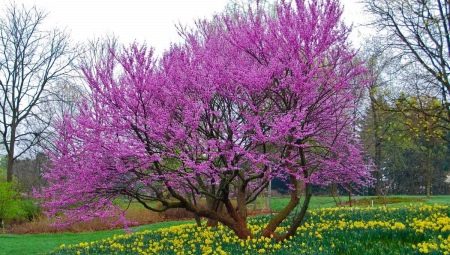 Иудино дерево: описание и выращивание