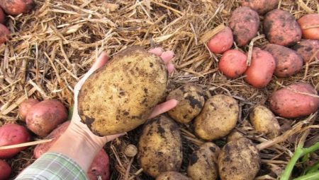 Как сажать картошку под солому?