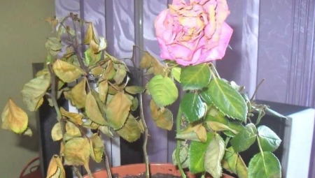 Как спасти домашнюю розу в горшке, если она засохла?