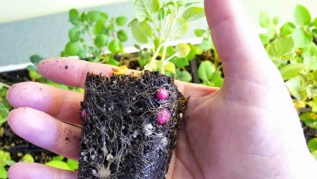 Как вырастить картофель из семян?