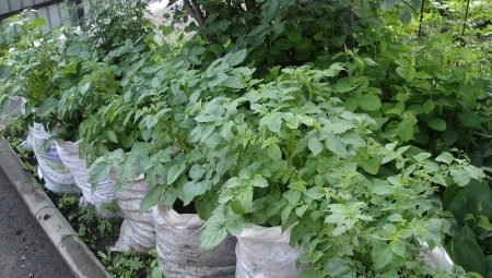Как вырастить картофель в мешках?
