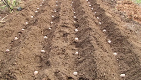 Какой должна быть глубина посадки картофеля?