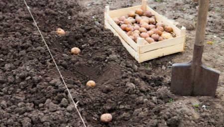 Какой должна быть почва для картофеля?