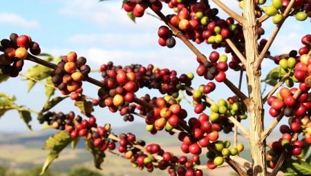 Кофейное дерево: описание и выращивание