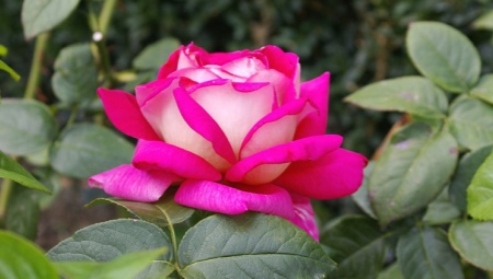 Корнесобственная роза: описание и выращивание