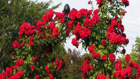 Красные розы: разновидности и выращивание