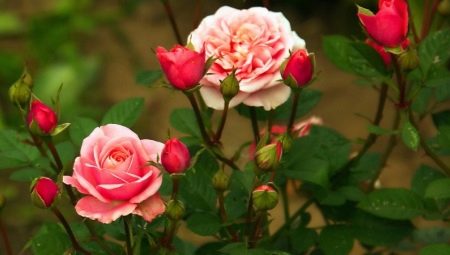 Кустовые розы: сорта и выращивание