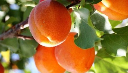 На какой год плодоносит абрикос и почему не цветет?